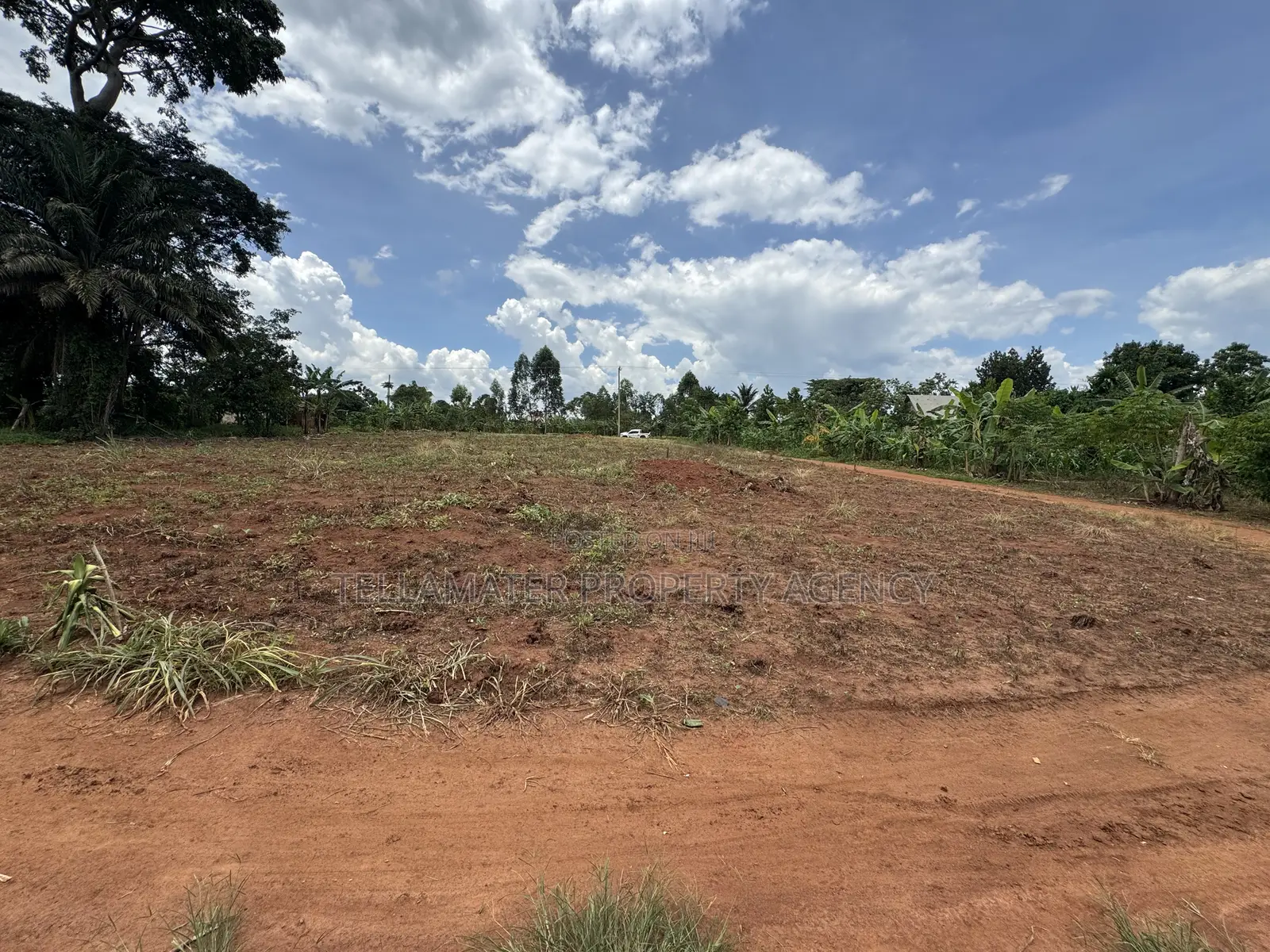 50*50ft and 50*100ft Plots With Maize and Kalitunsi for Sale