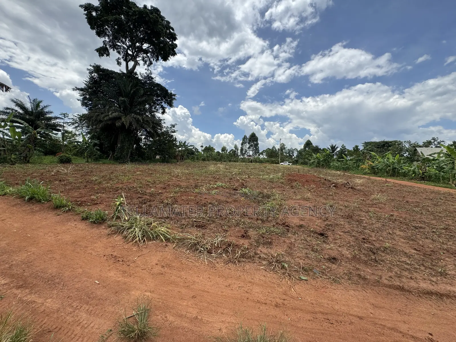 50*50ft and 50*100ft Plots With Maize and Kalitunsi for Sale