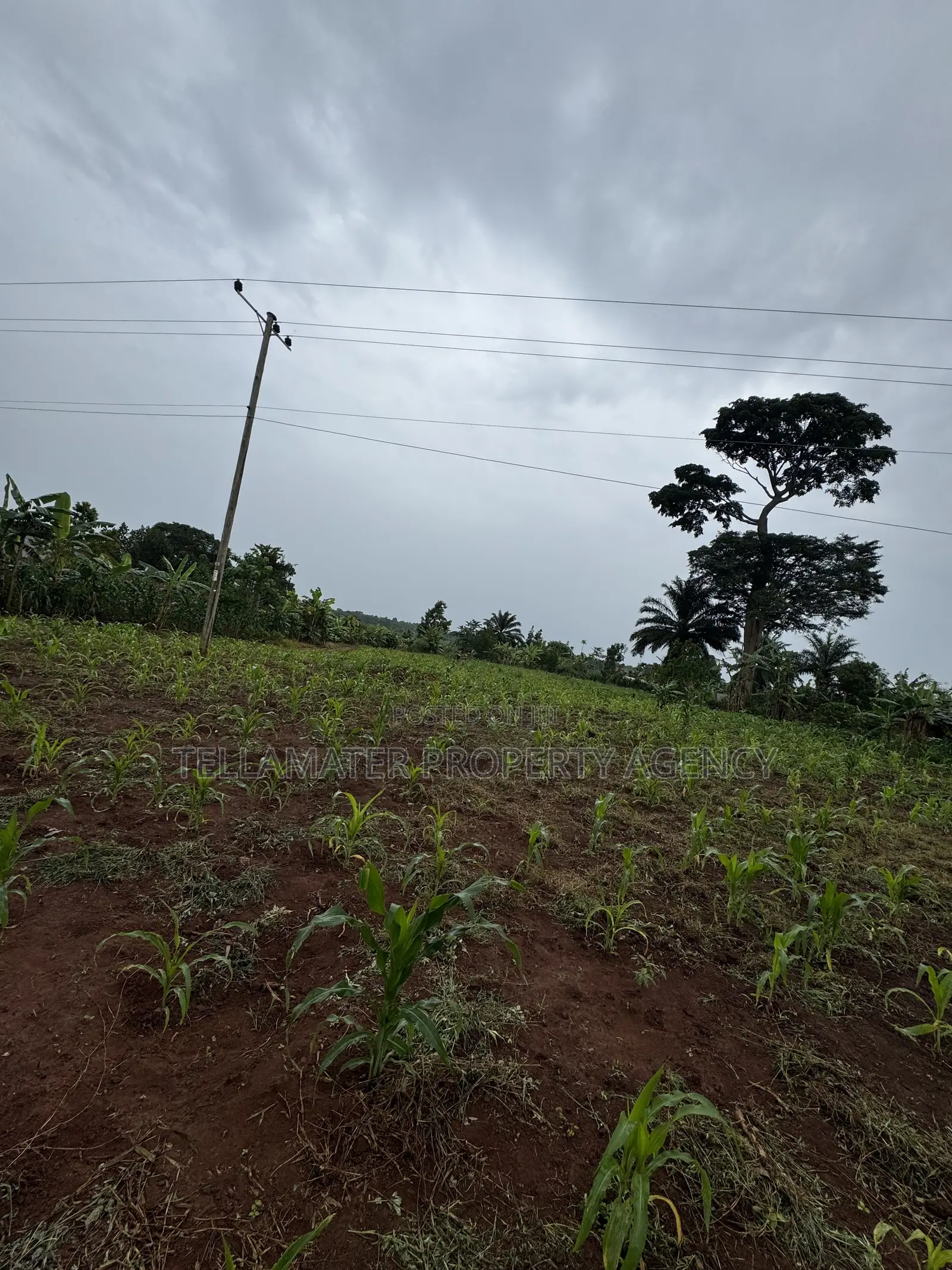 50*50ft and 50*100ft Plots With Maize and Kalitunsi for Sale