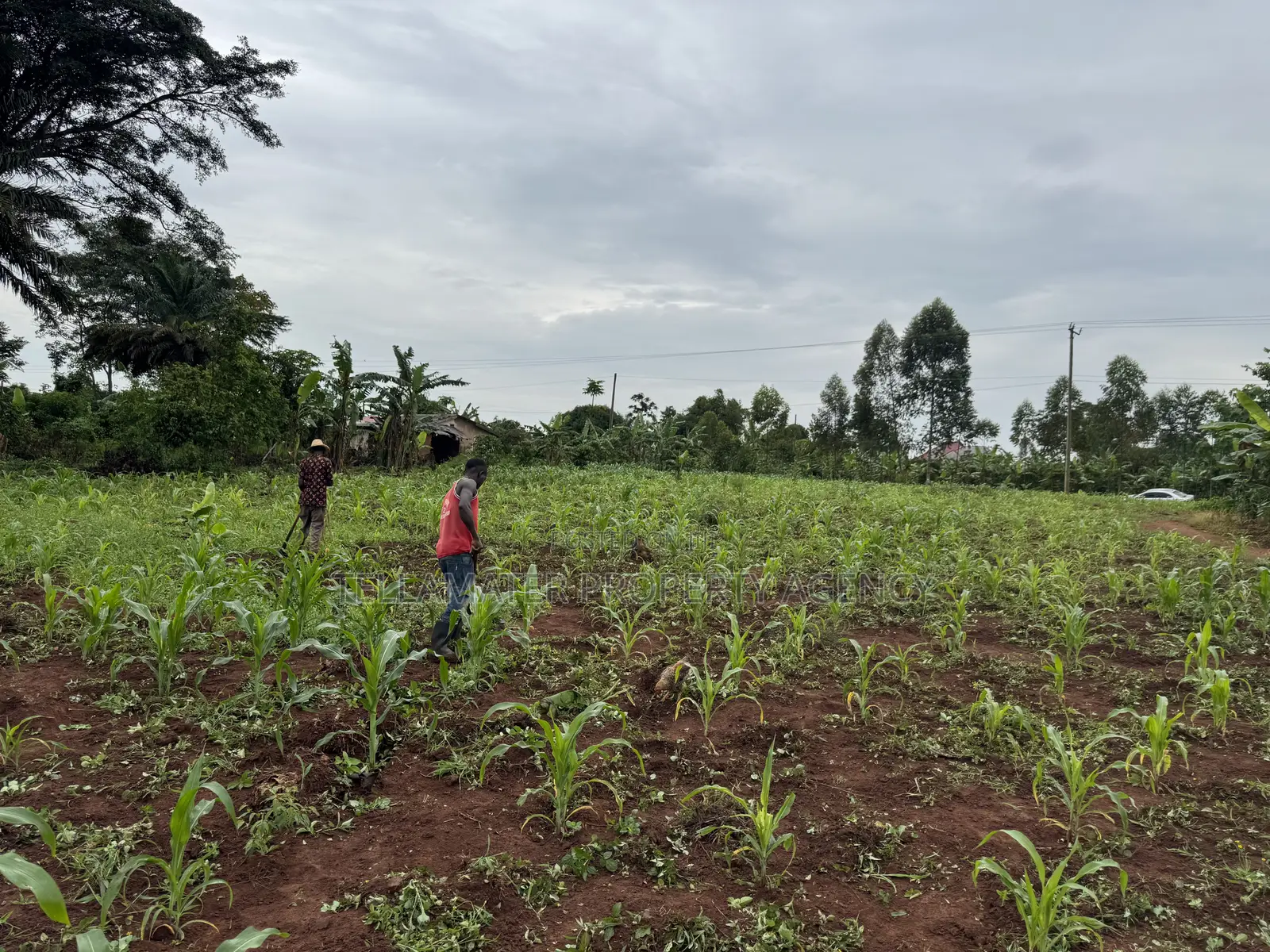 50*50ft and 50*100ft Plots With Maize and Kalitunsi for Sale