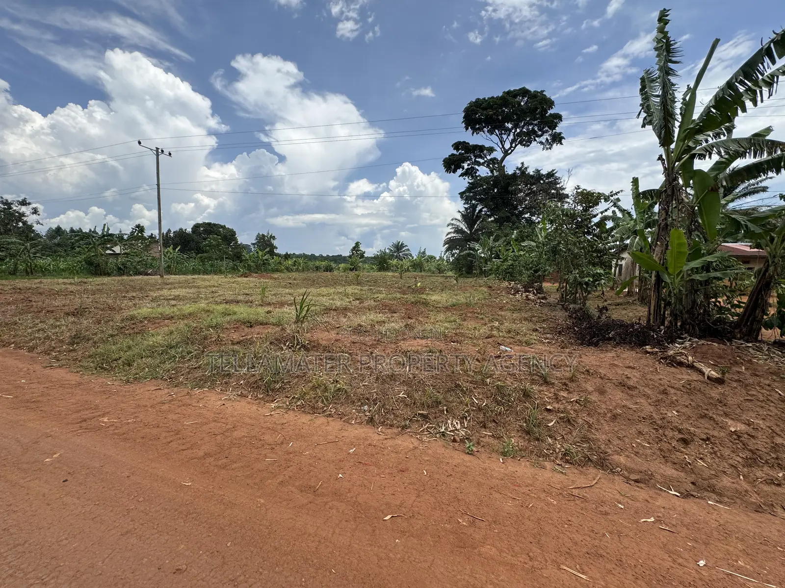 50*50ft and 50*100ft Plots With Maize and Kalitunsi for Sale