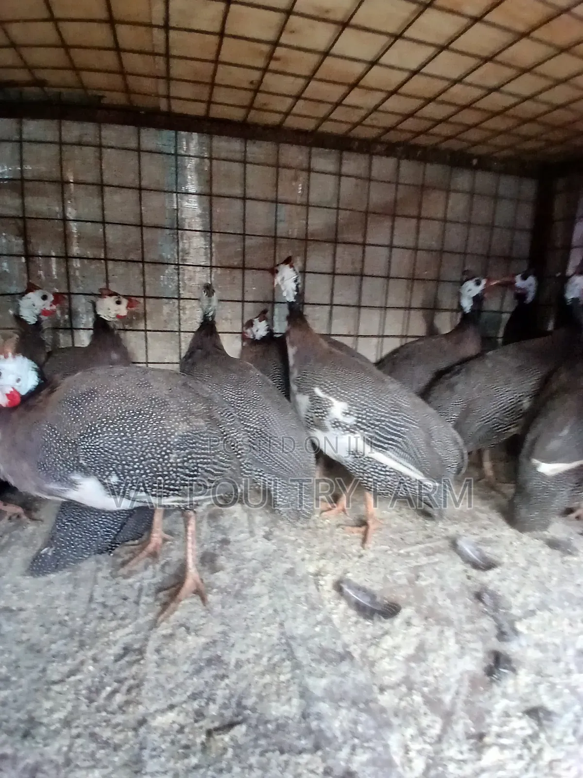 Guinea Folws Available for Sale