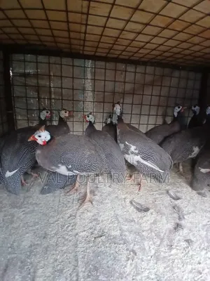 Guinea Folws Available for Sale