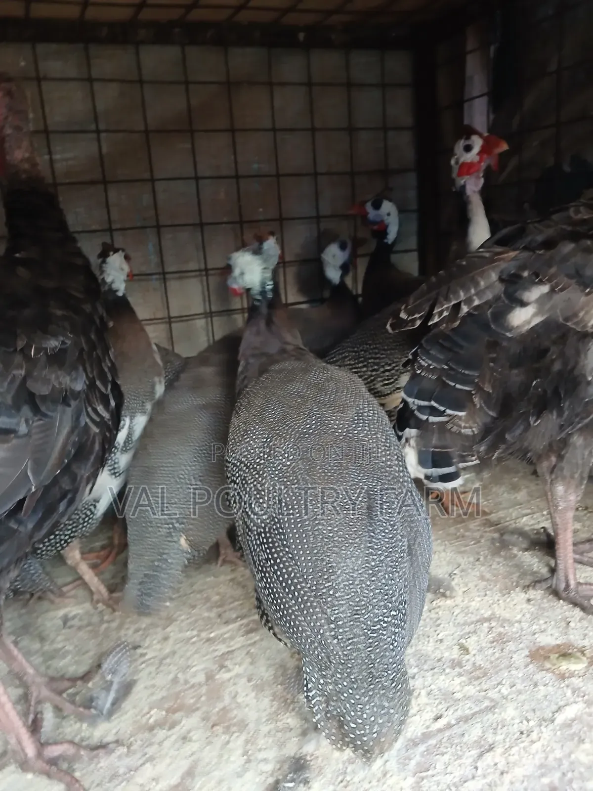 Guinea Folws Available for Sale