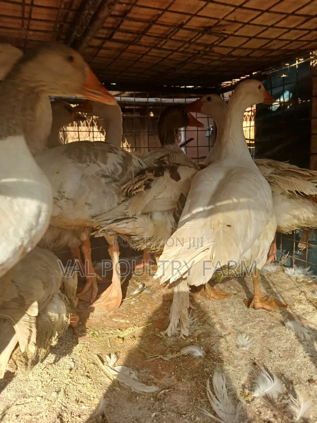Geese for Sale