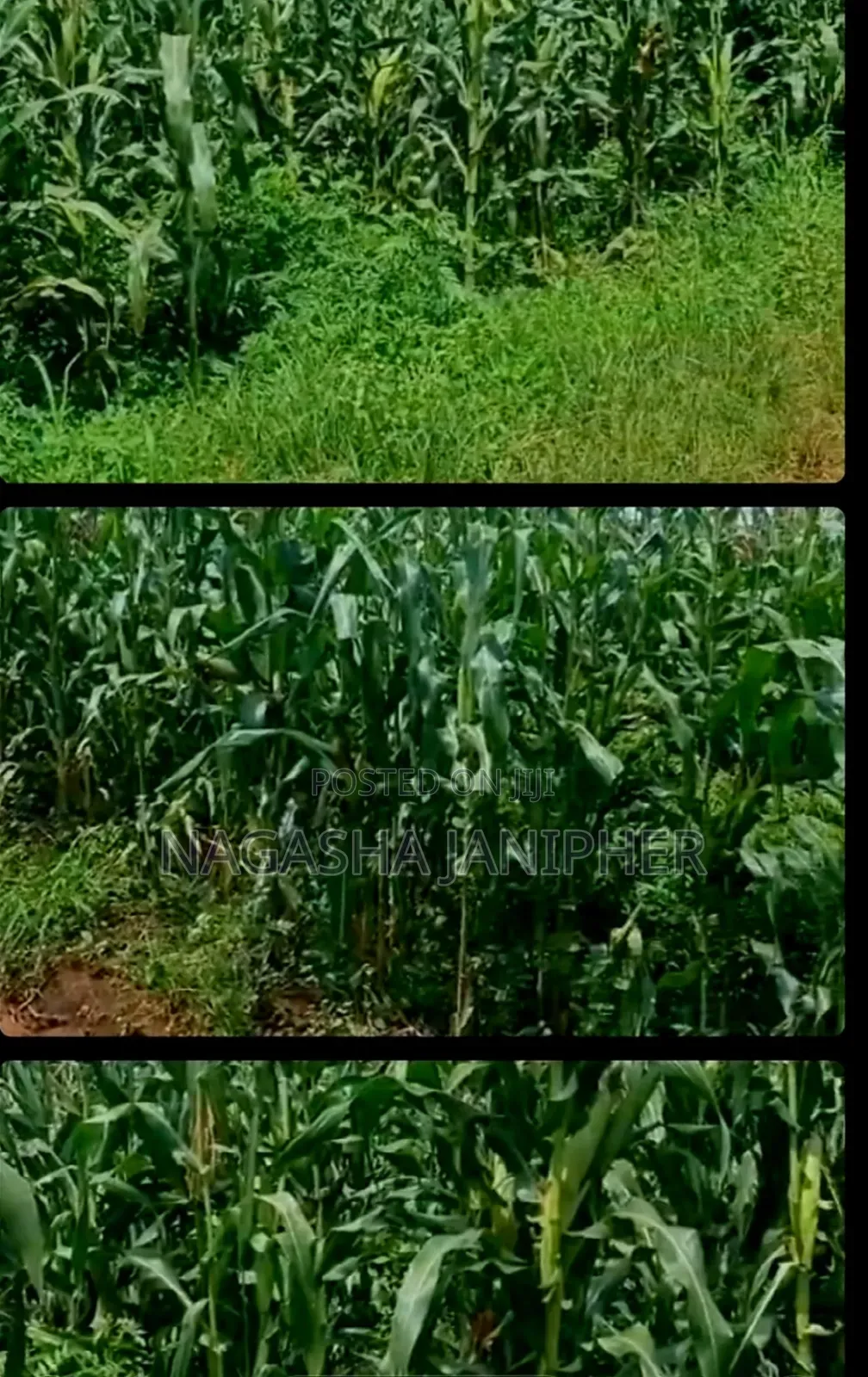 Land for Sale Bombo-Kalule 3km From Off-Road 4 Acres 40m Per Acre.