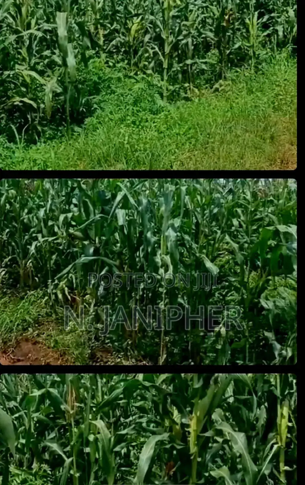 Land for Sale Bombo-Kalule 3km From Off-Road 4 Acres 40m Per Acre.
