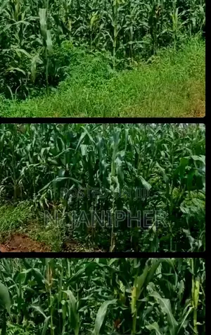 Land for Sale Bombo-Kalule 3km From Off-Road 4 Acres 40m Per Acre.