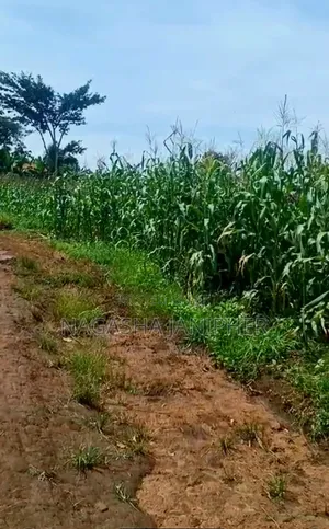 Land for Sale Bombo-Kalule 3km From Off-Road 4 Acres 40m Per Acre.