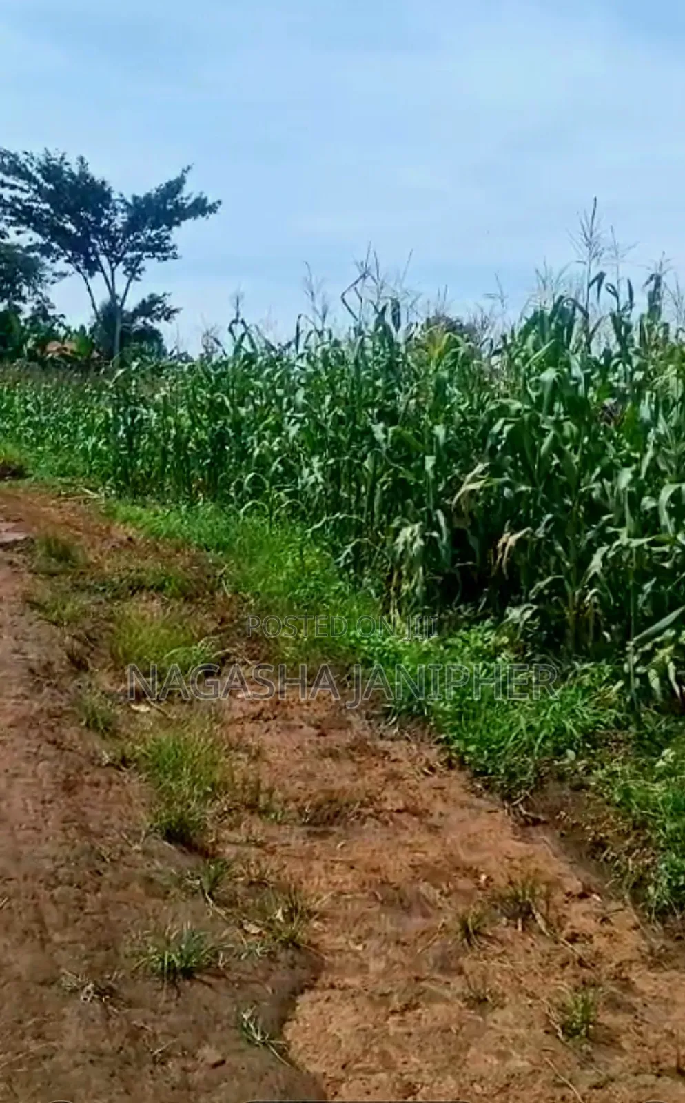 Land for Sale Bombo-Kalule 3km From Off-Road 4 Acres 40m Per Acre.