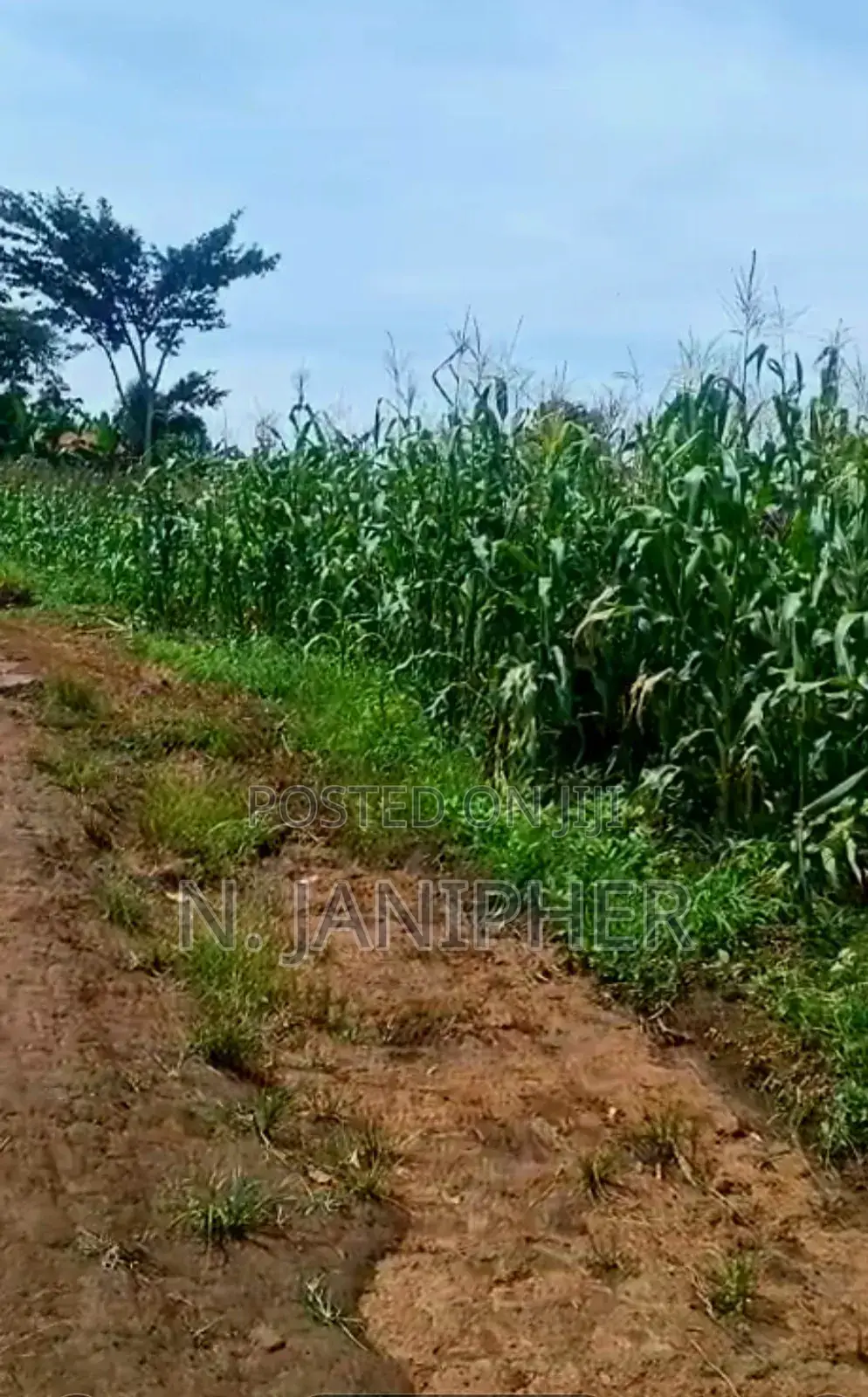 Land for Sale Bombo-Kalule 3km From Off-Road 4 Acres 40m Per Acre.