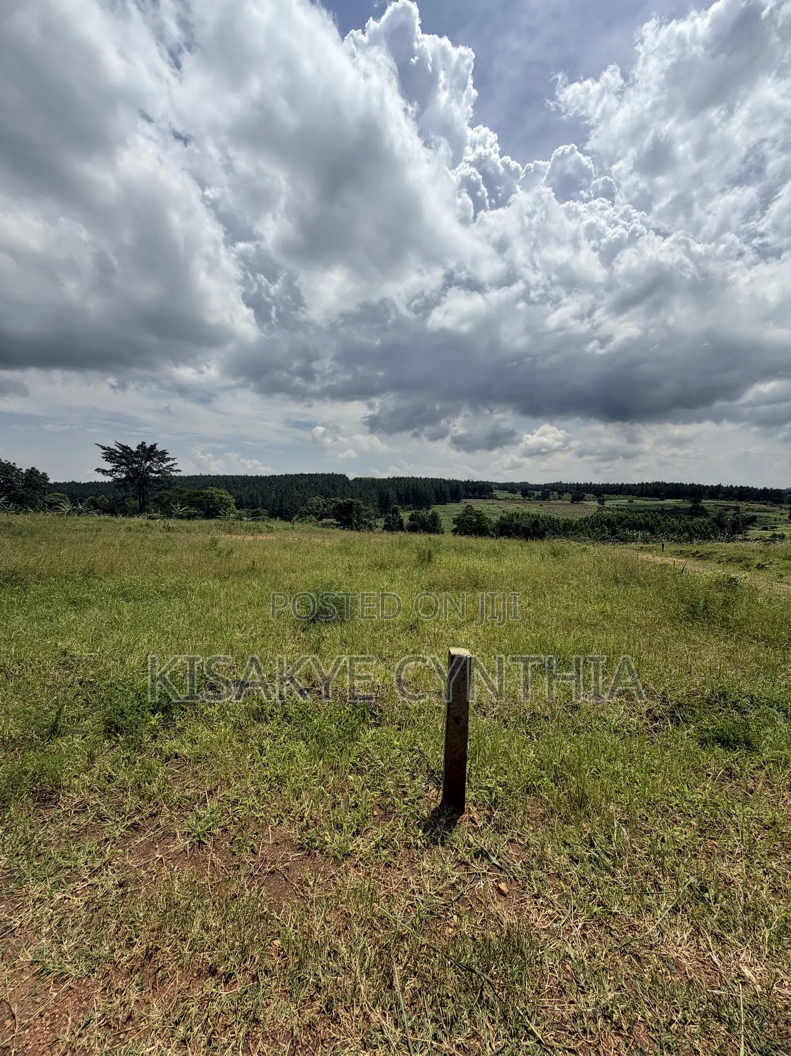 50by100ft Residential Plots for Sale in Namulonge Gayaza. Ready Titles