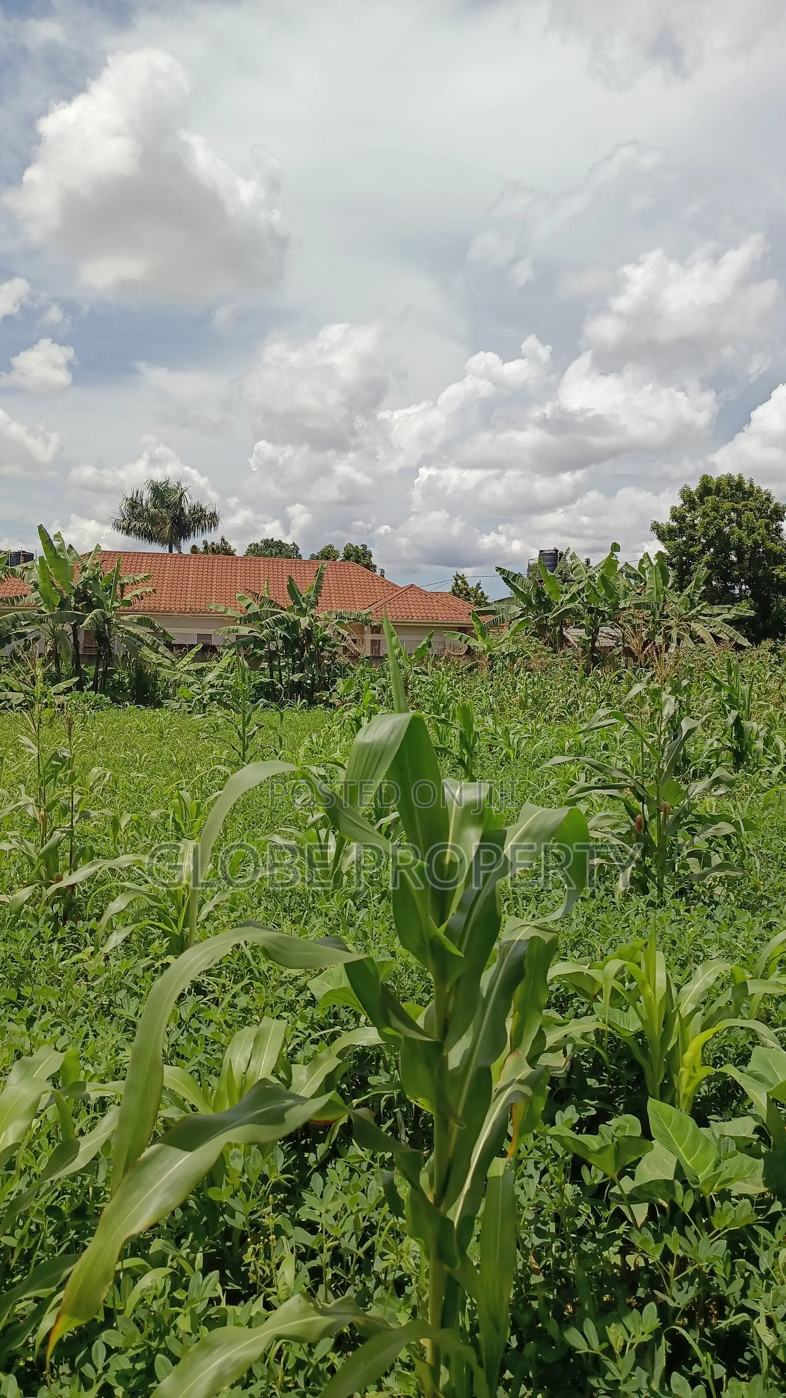 50x100 Plots for Sale at Buto Bweyogerere