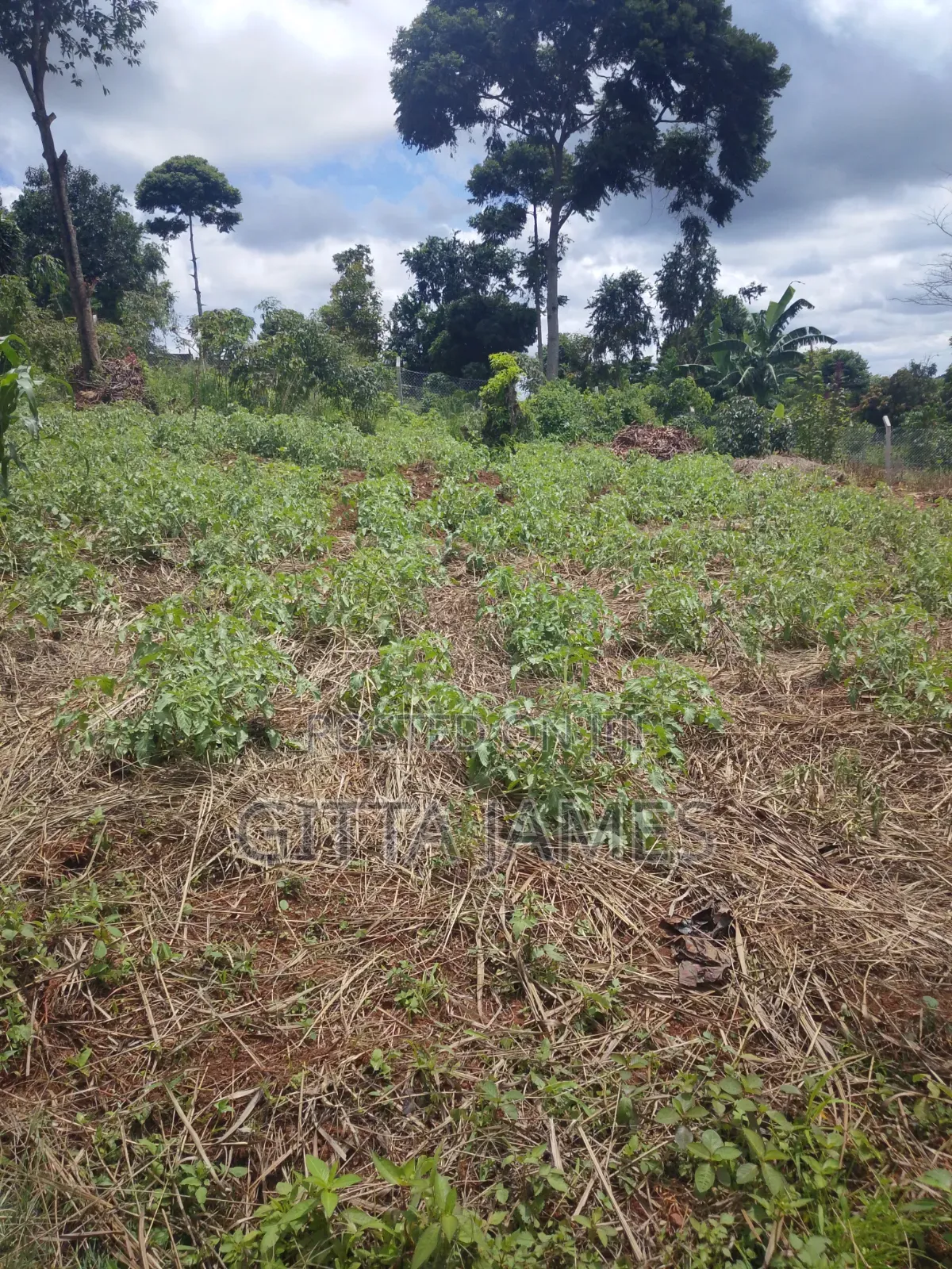 50 by 100ft on Quick Sale in Kisoga Town Mukono With Ready Title