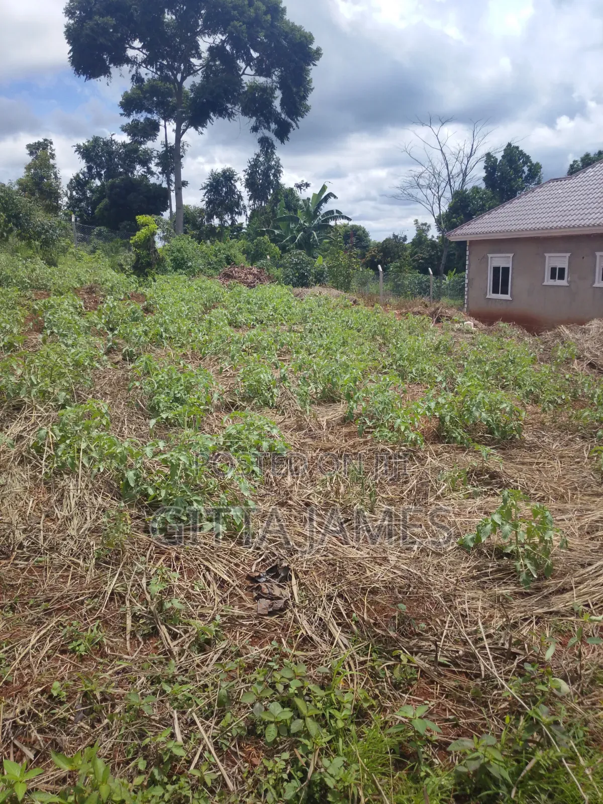 50 by 100ft on Quick Sale in Kisoga Town Mukono With Ready Title
