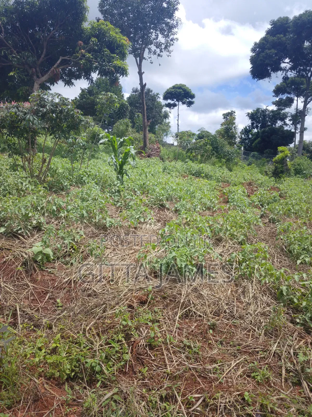50 by 100ft on Quick Sale in Kisoga Town Mukono With Ready Title