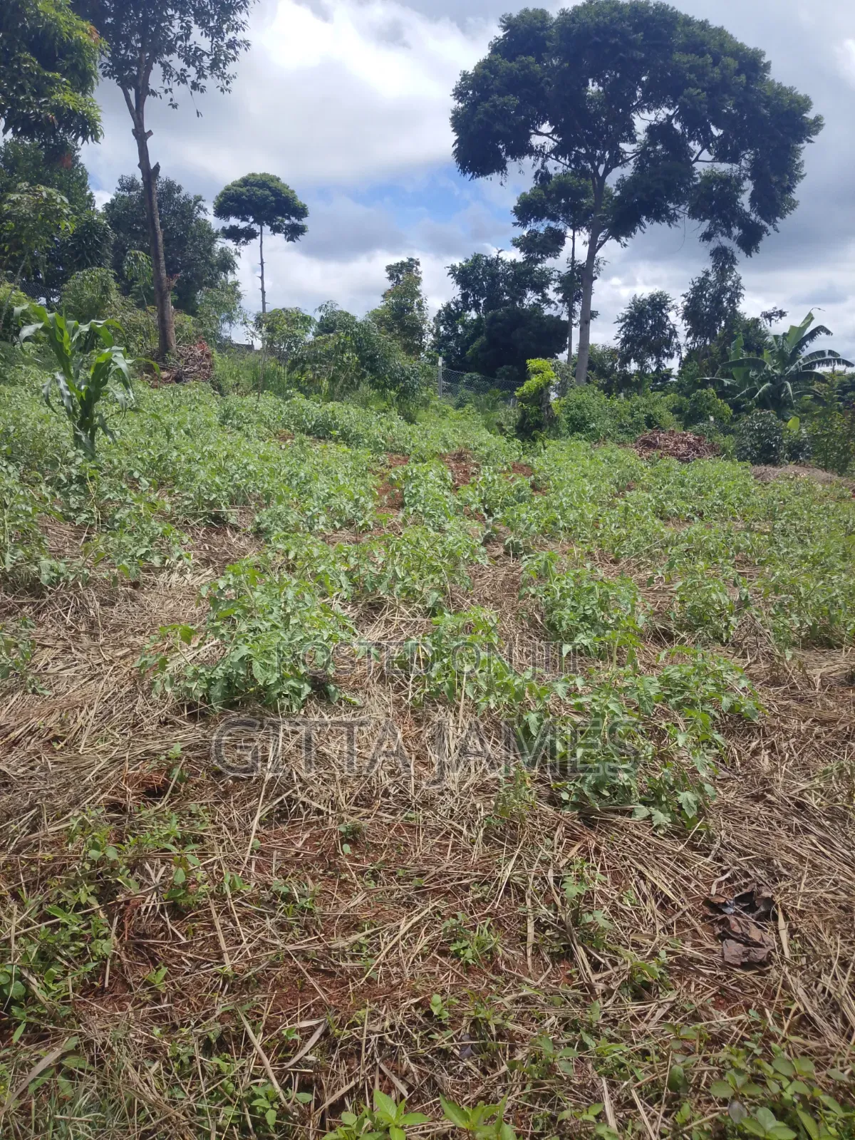50 by 100ft on Quick Sale in Kisoga Town Mukono With Ready Title