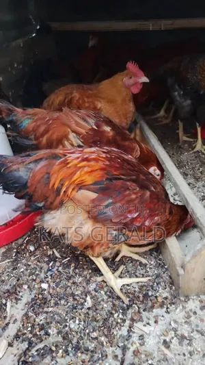 Mixed Kroilers for Sale