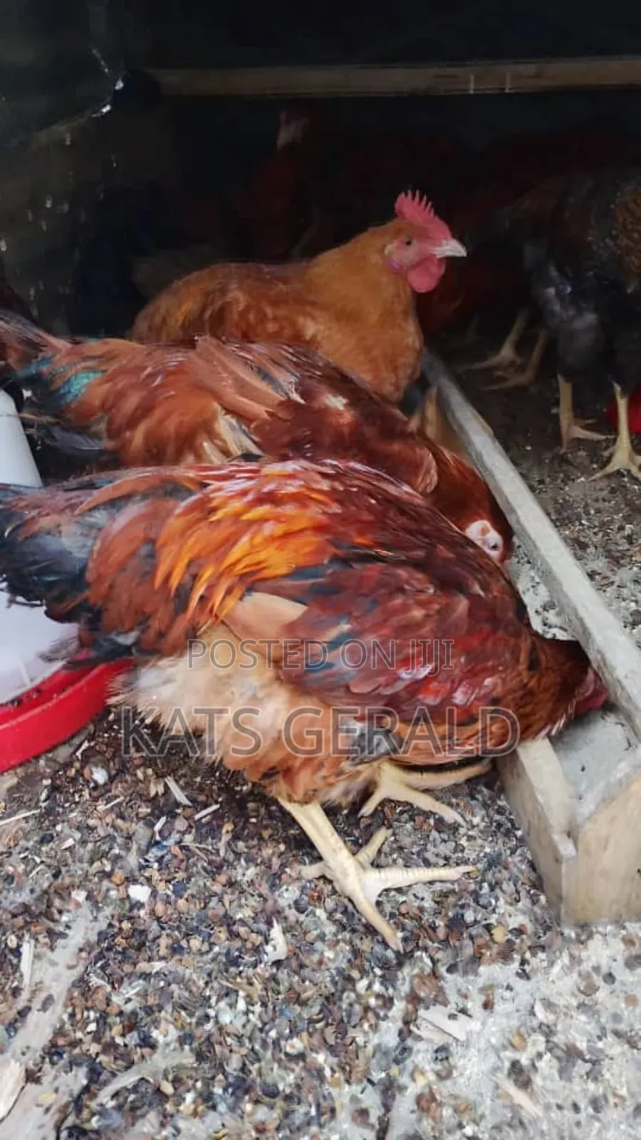 Mixed Kroilers for Sale