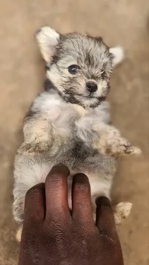 0-1 month Female Mixed Breed Maltese