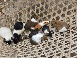 Guinea Pigs