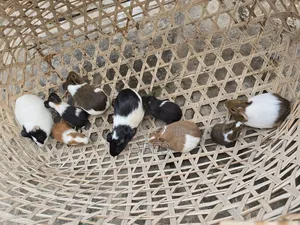 Guinea Pigs