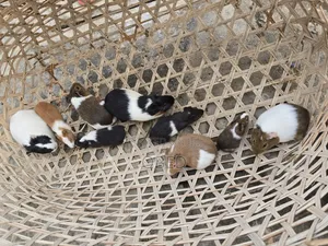 Guinea Pigs