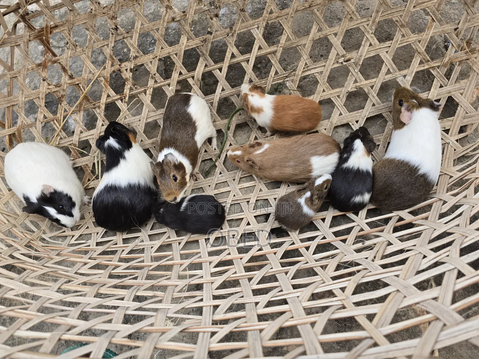 Guinea Pigs