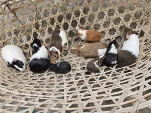 Guinea Pigs