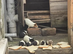 Guinea Pigs