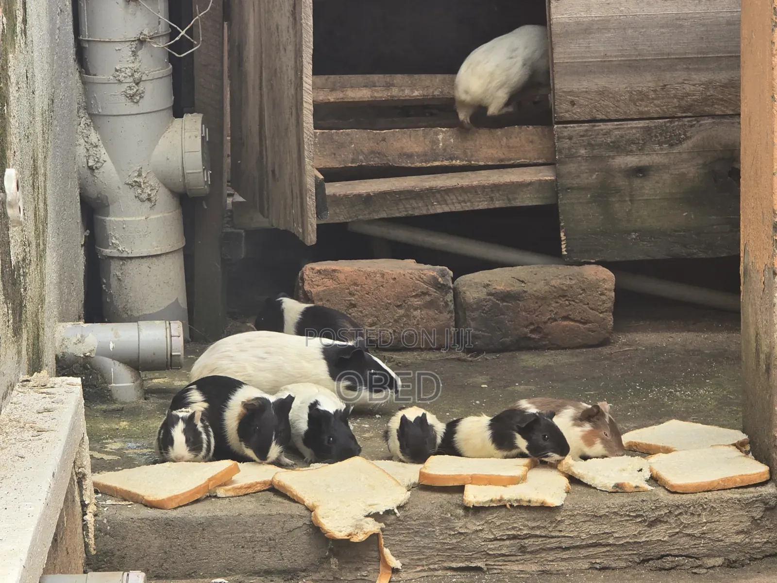 Guinea Pigs