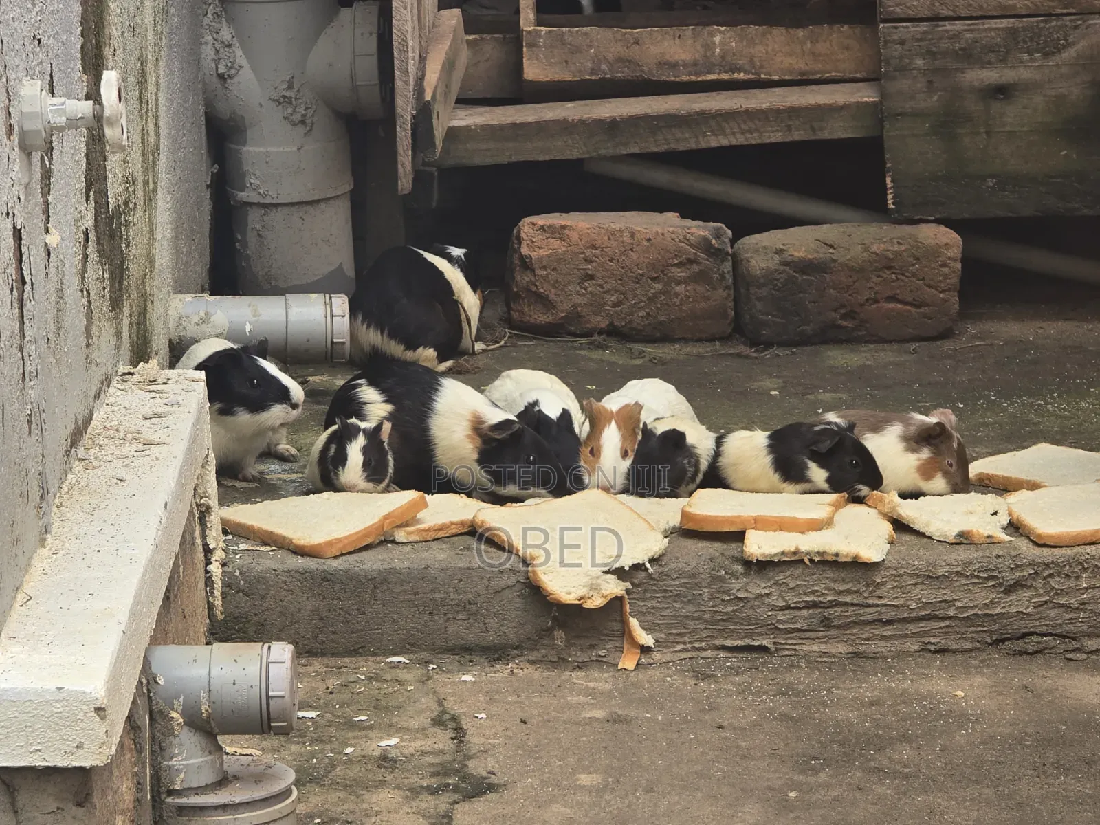 Guinea Pigs