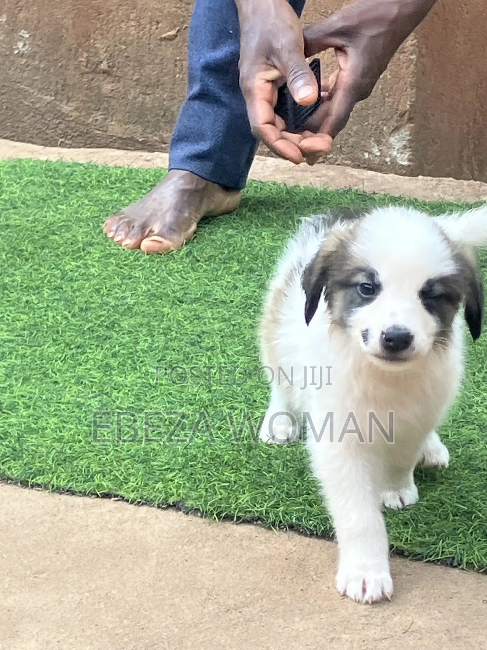 1-3 months Female Mixed Breed Great Pyrenees