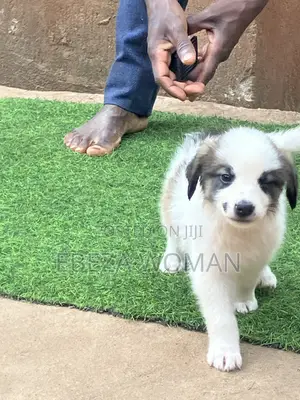 1-3 months Female Mixed Breed Great Pyrenees