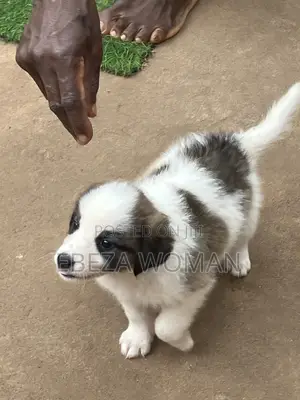 1-3 months Female Mixed Breed Great Pyrenees