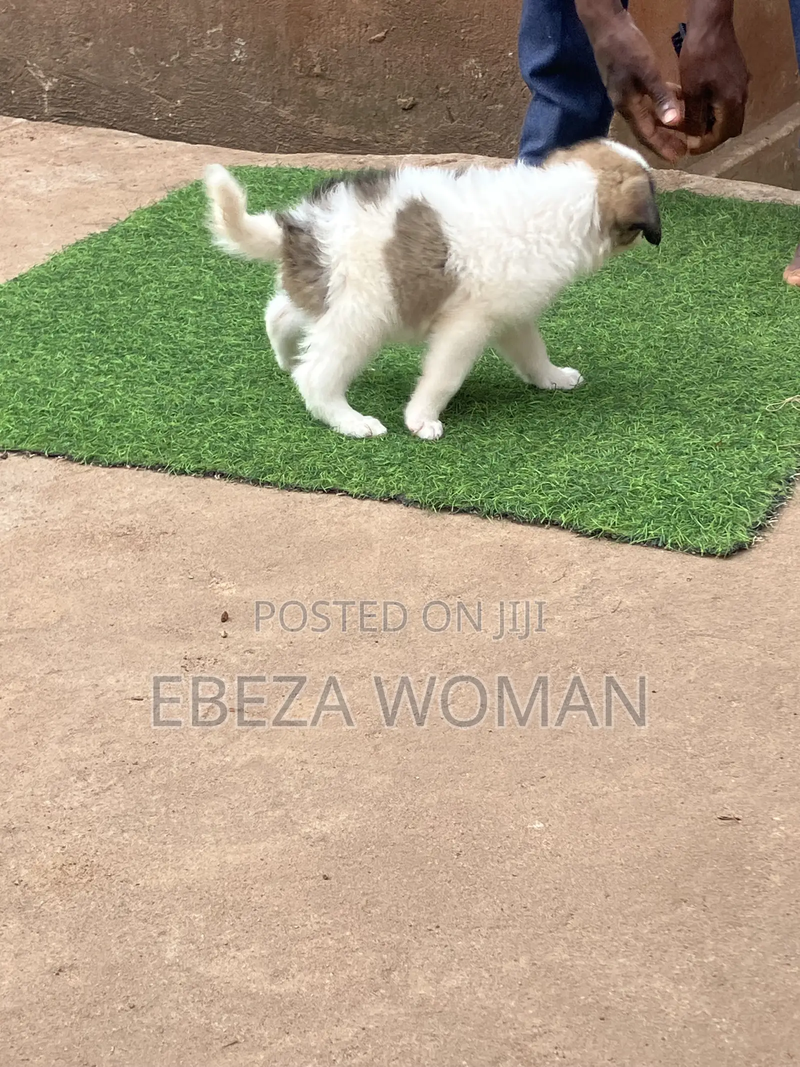 1-3 months Female Mixed Breed Great Pyrenees