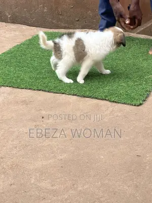 1-3 months Female Mixed Breed Great Pyrenees