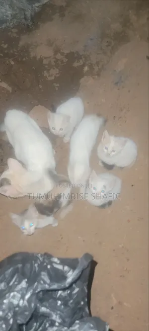 3-6 months Female Mixed Breed Cat