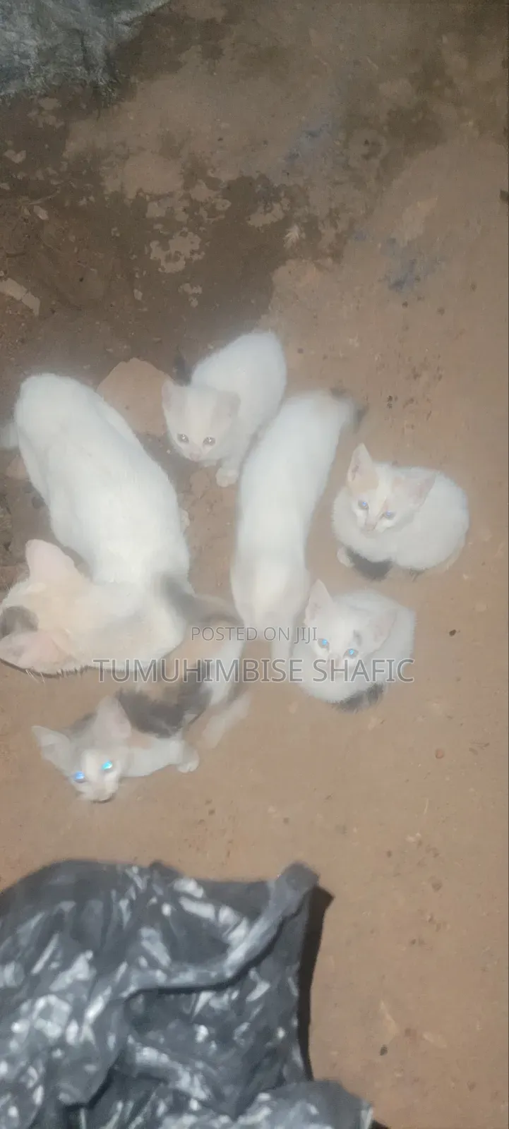 3-6 months Female Mixed Breed Cat