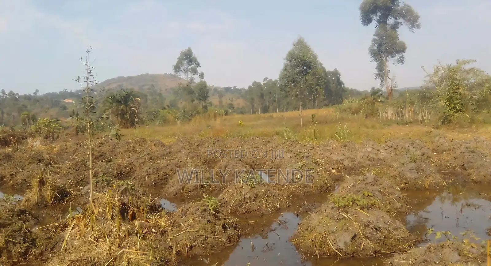 Half Acre of Farm Land for Sale in Kasasa Kibombo Gomba