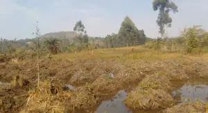 Half Acre of Farm Land for Sale in Kasasa Kibombo Gomba