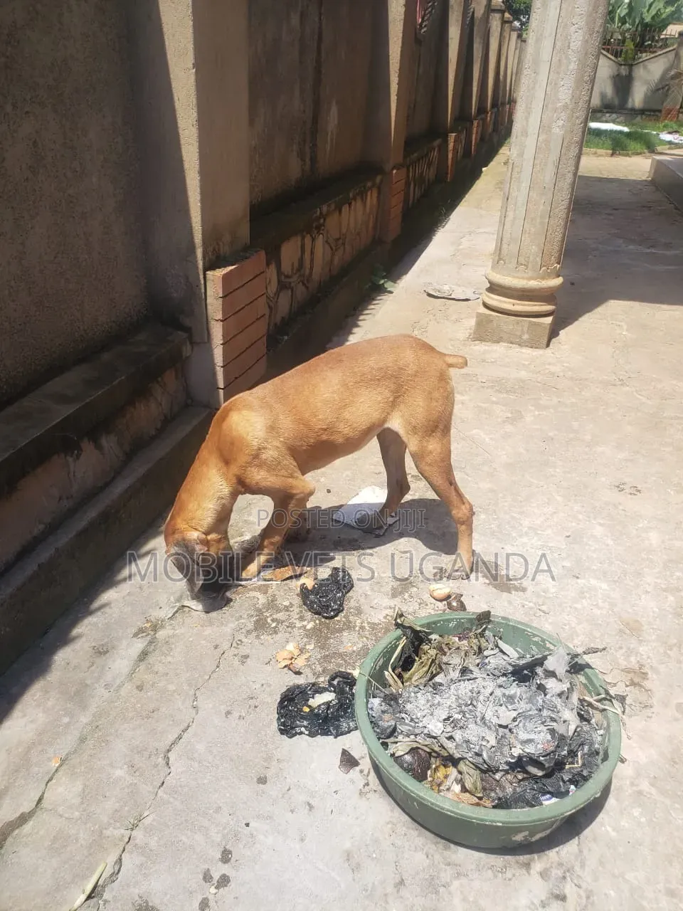 3-6 months Female Purebred Boerboel