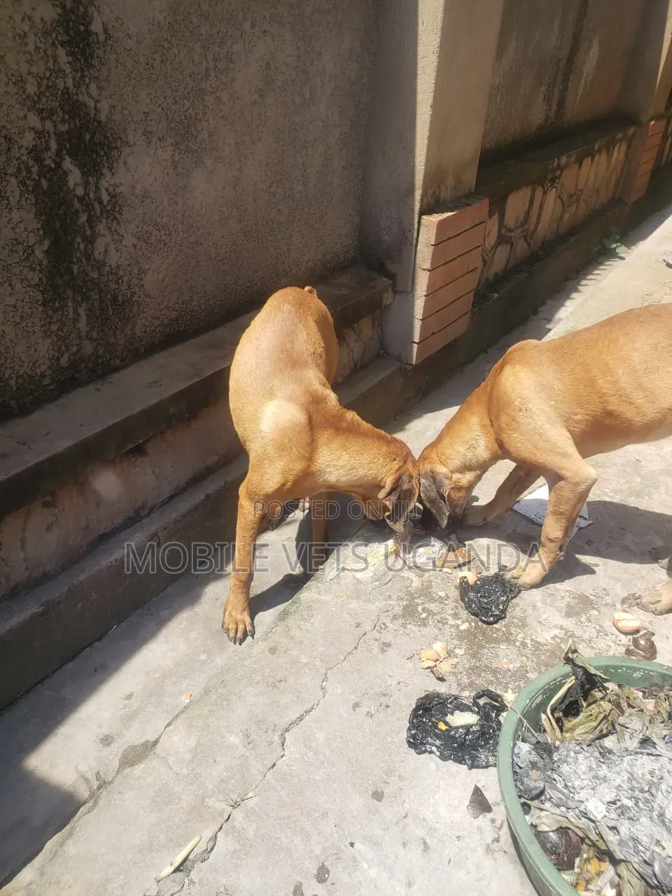6-12 months Female Purebred Boerboel