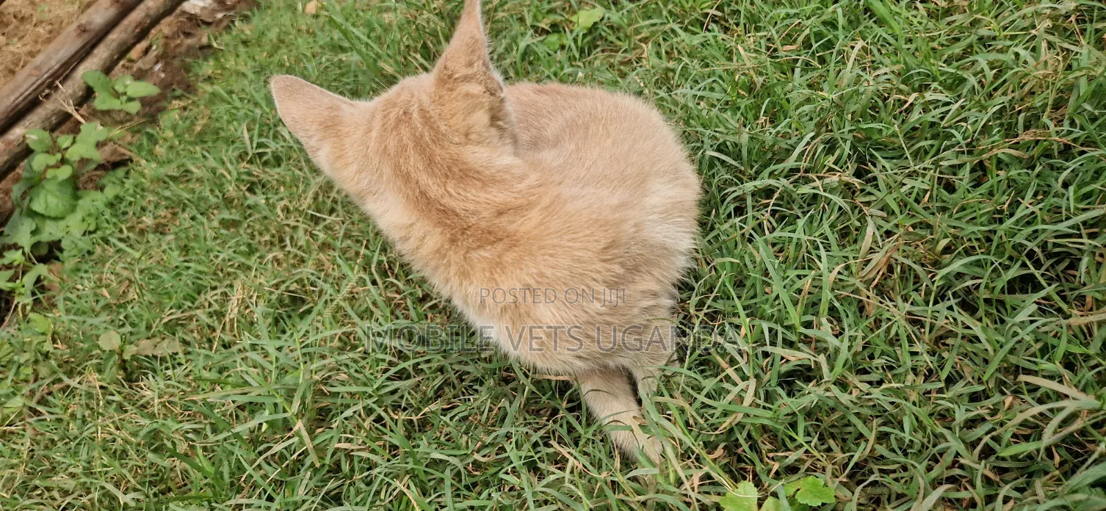 1-3 months Female Purebred Bombay