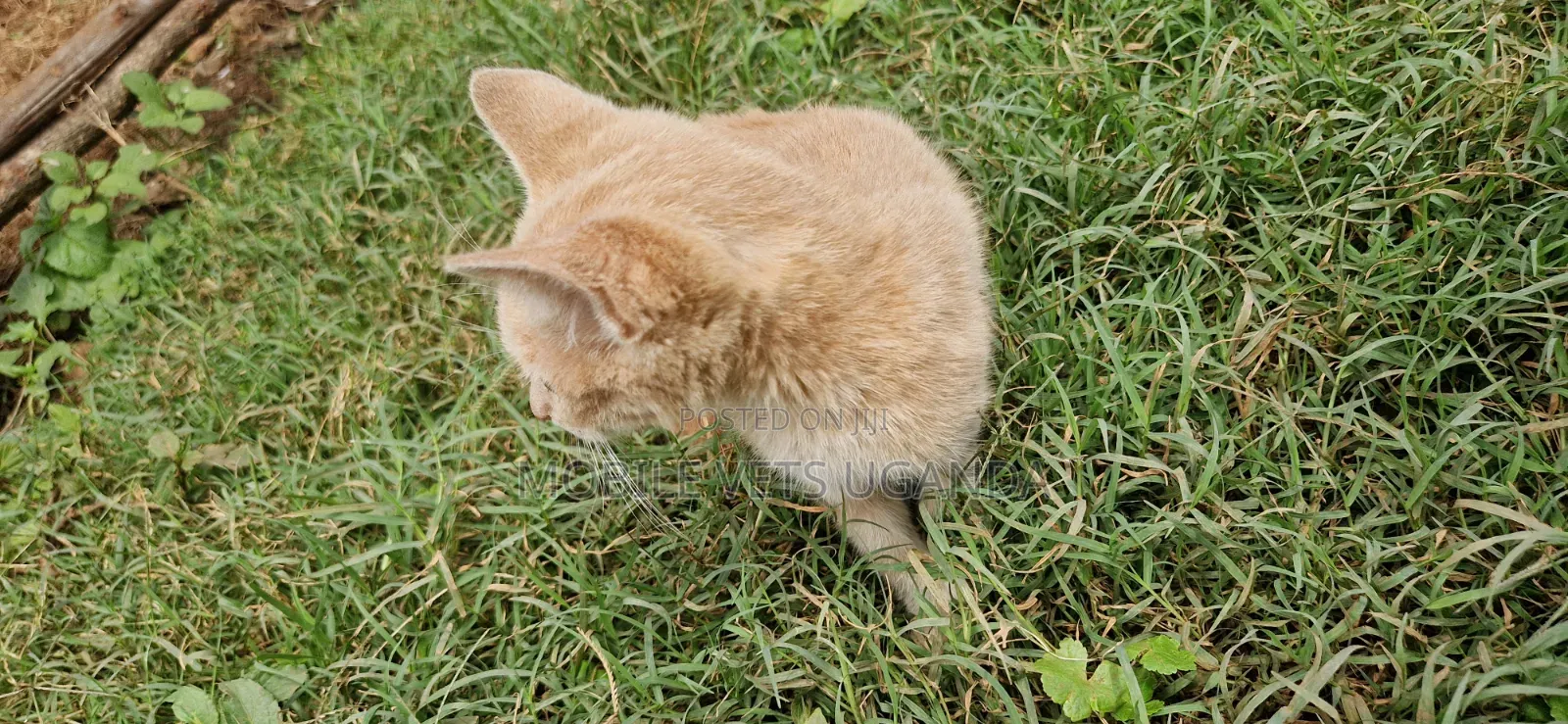 3-6 months Female Purebred Balinese