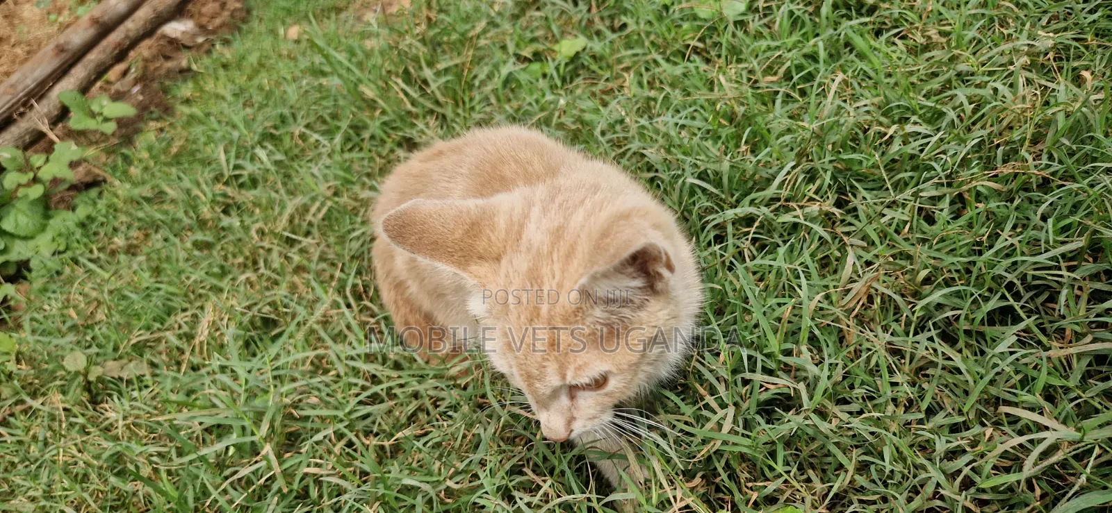 1-3 months Female Purebred Bengal