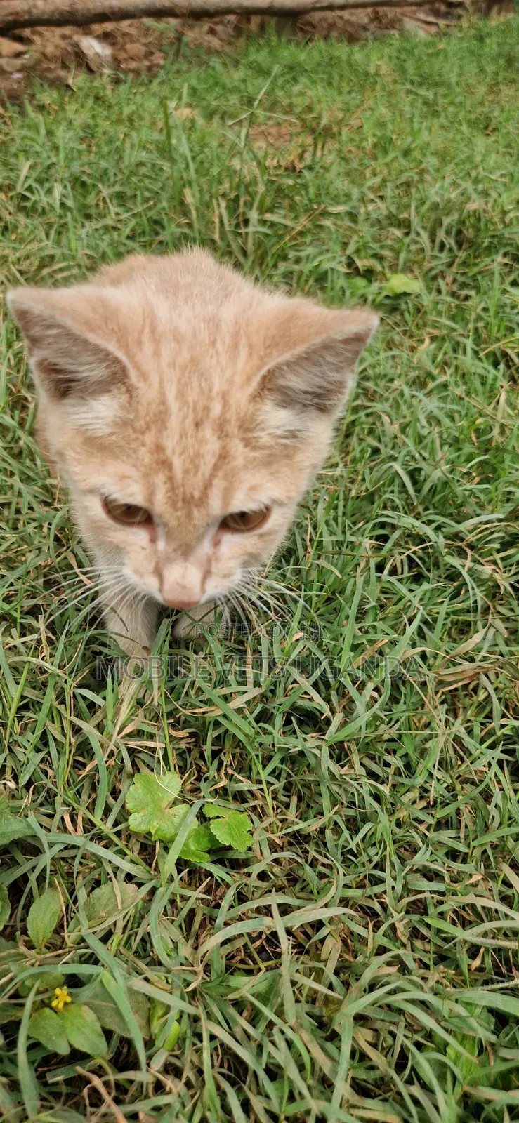 1-3 months Female Purebred Exotic