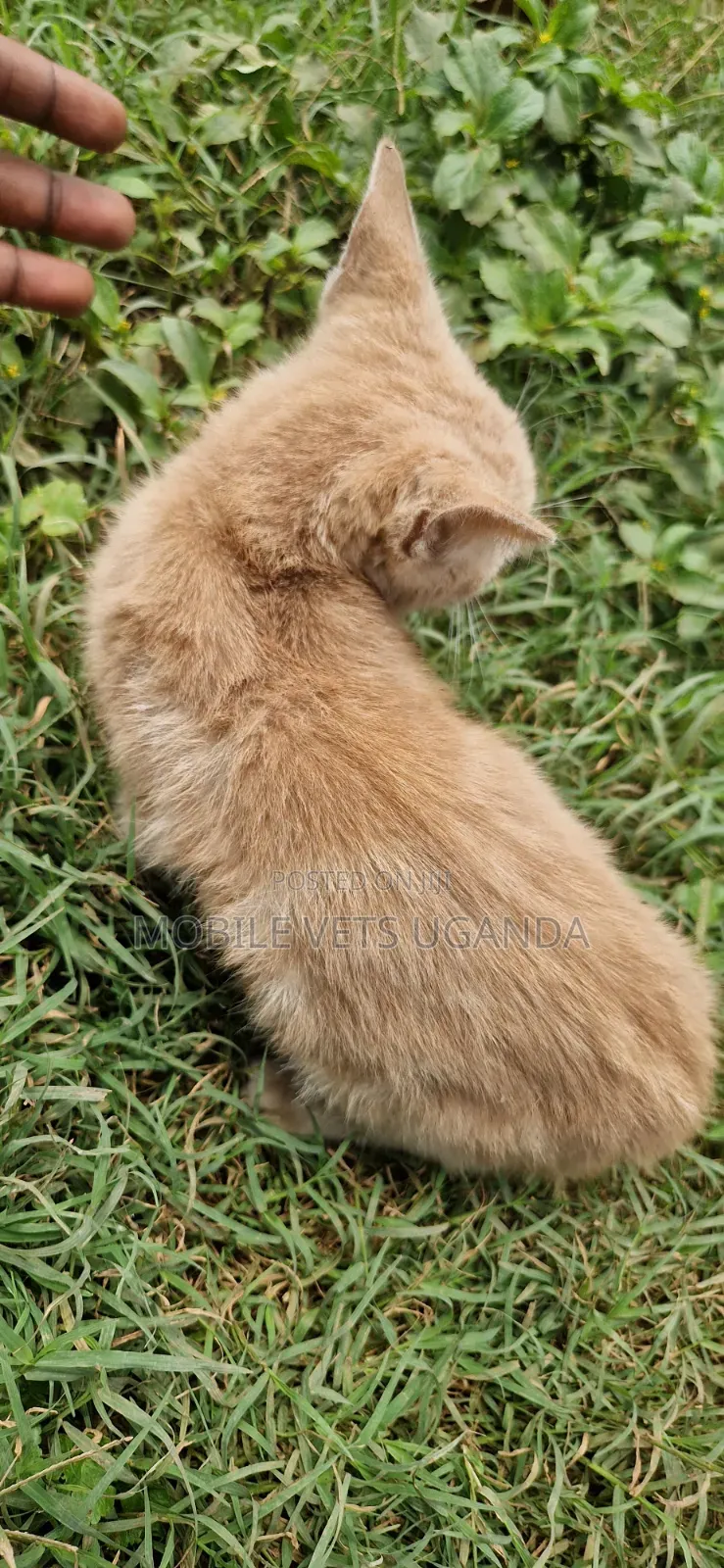 1-3 months Female Purebred Bombay