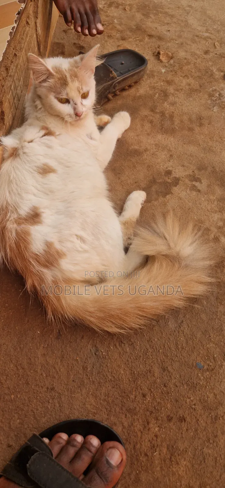 3-6 months Female Purebred Ragdoll