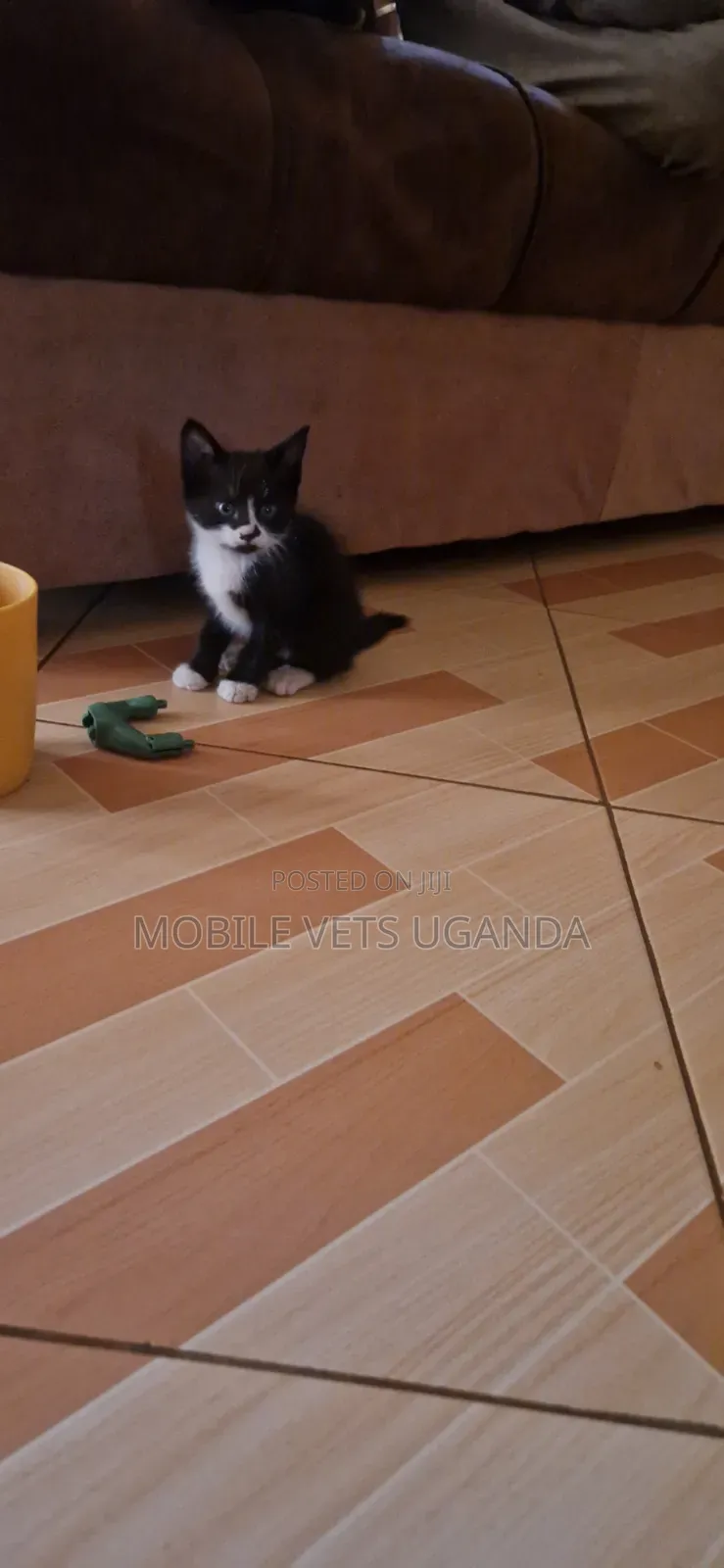 1-3 months Male Purebred Chartreux